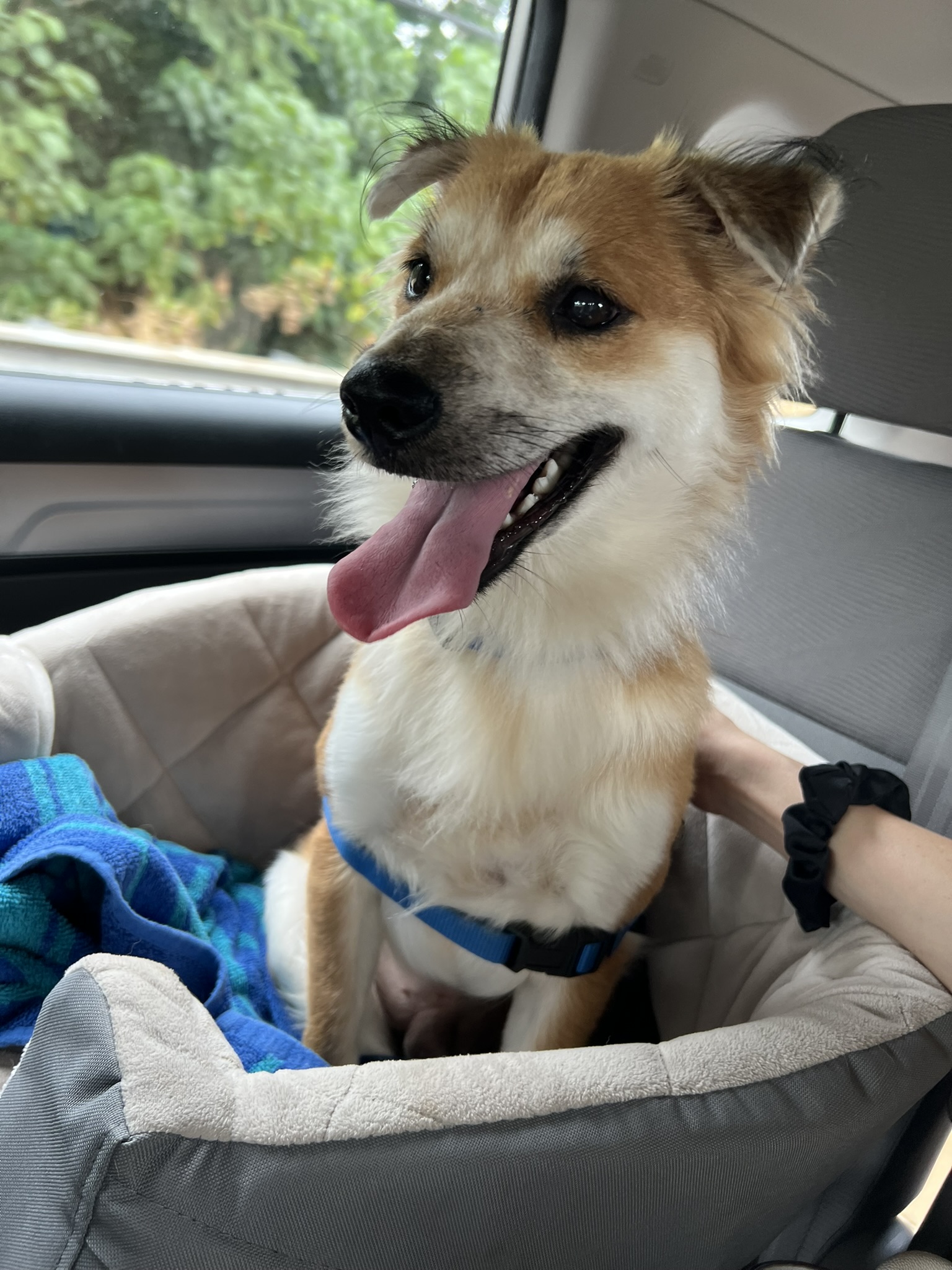 A photo of Cooper as a good boy